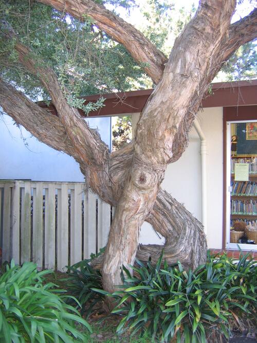 Merced Branch courtyard tree closeup