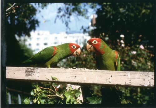 photo of Two Parrots eat seeds