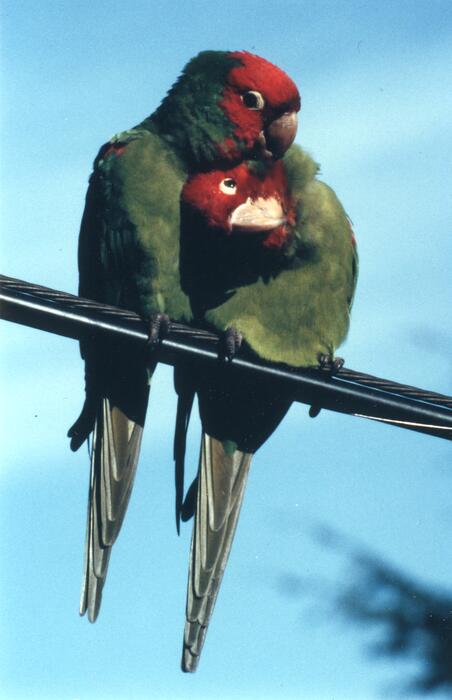 photo of Two Parrots hug