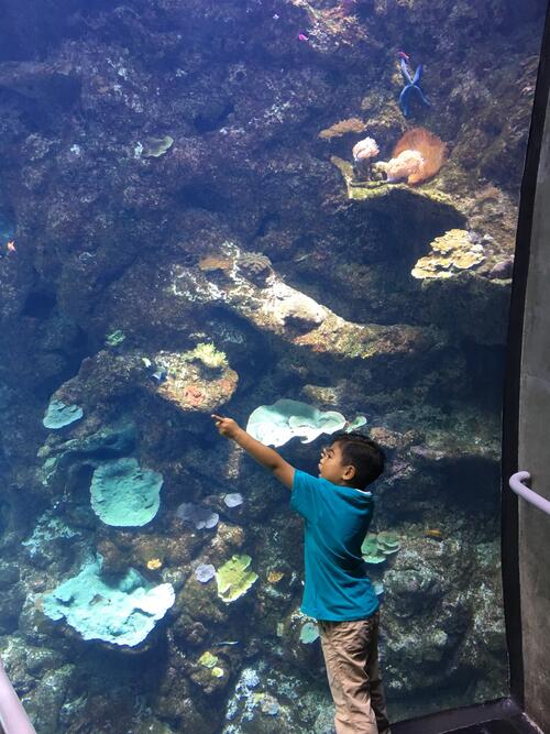 [Keanae at the Philippine Coral Reef exhibit at California Academy of Sciences]