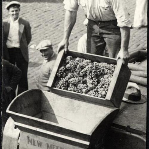 [Worker putting grapes through portable crusher]