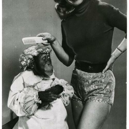 Patricia Sheenan combing chimp's hair