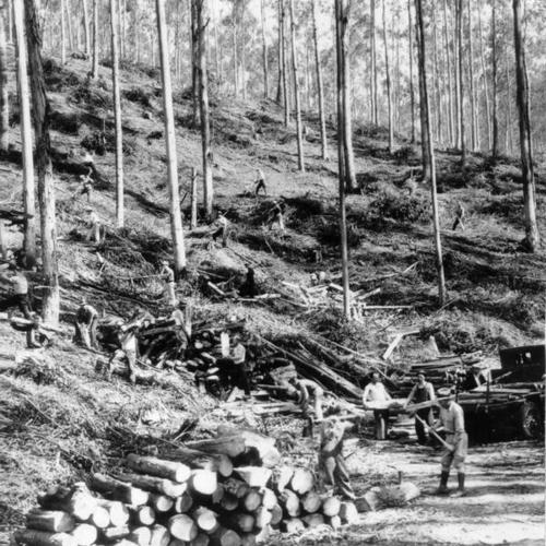 [Wood being stacked and dried in Sutro Forest]