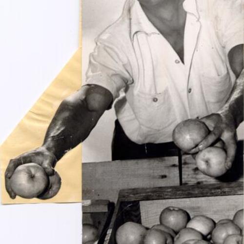 [Reno Frigerio selling apples at the Farmers' Market on Alemany Boulevard]