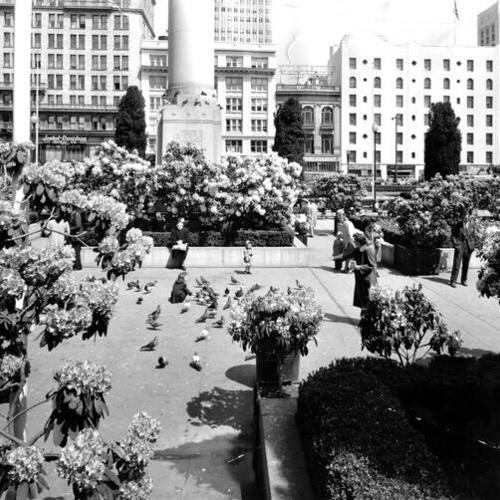 [Rhododendron display in Union Square]