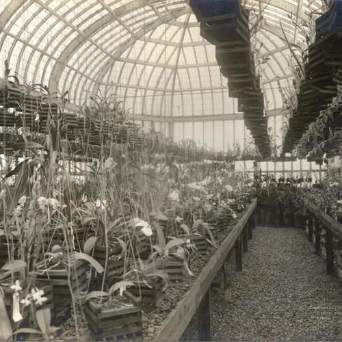 [Orchid display inside the Philippine Pavilion at the Panama-Pacific International Exposition]