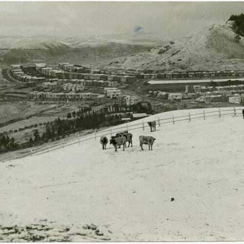 [Cows in the snow on Twin Peaks, houses in background]