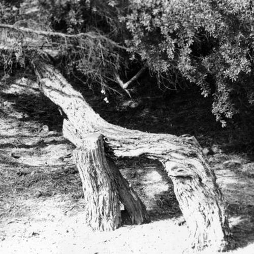 [Fallen tree near Spreckels Lake in Golden Gate Park]