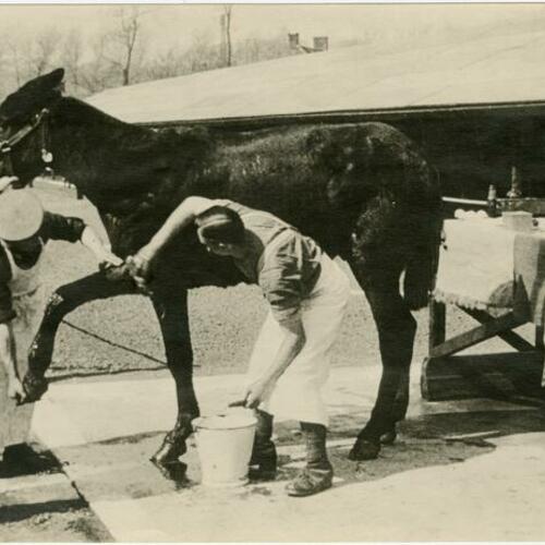 [Men clean and treat wounded mule]