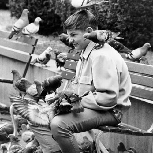 [Pigeon move in on John Woodhouse, 13, of Eugene, Ore. as he sits on a bench in Union Square]