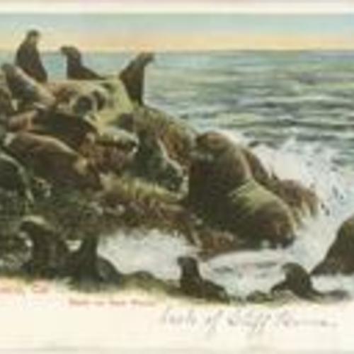 [Seals on Seal Rocks. San Francisco, Cal.]