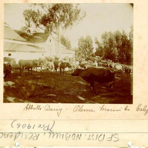 Abbotts Dairy, Olema, Marin Co., Calif