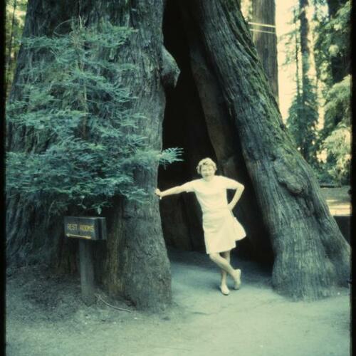 View of person in front of redwood tree