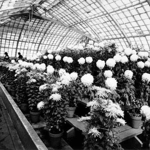 [Interior of the Conservatory of Flowers at Golden Gate Park]