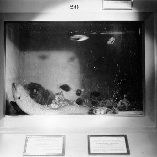 [Fish tank inside the Steinhart Aquarium in Golden Gate Park]