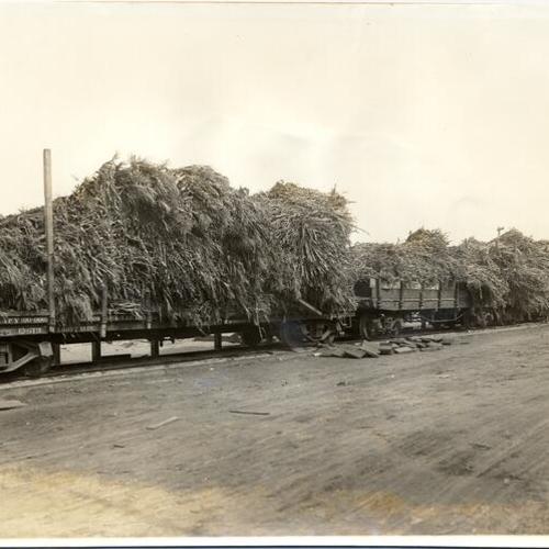 [Train with corn bound for livestock silos at the Panama-Pacific International Exposition]