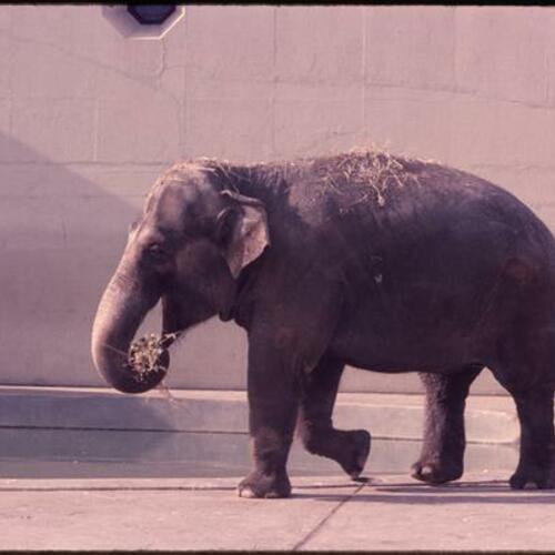 Elephant exhibit at San Francisco Zoo