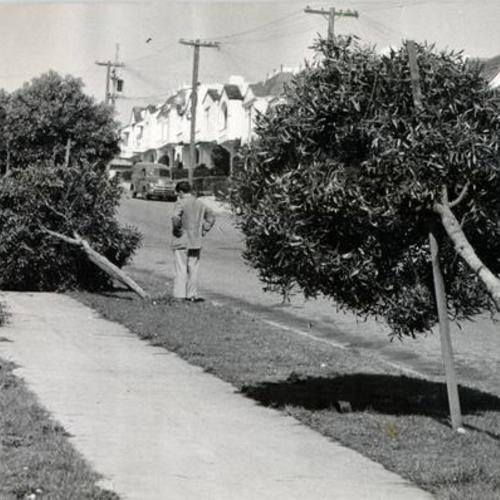 [Man standing near several fallen trees on Sunset Boulevard between 36th and 37th avenues]