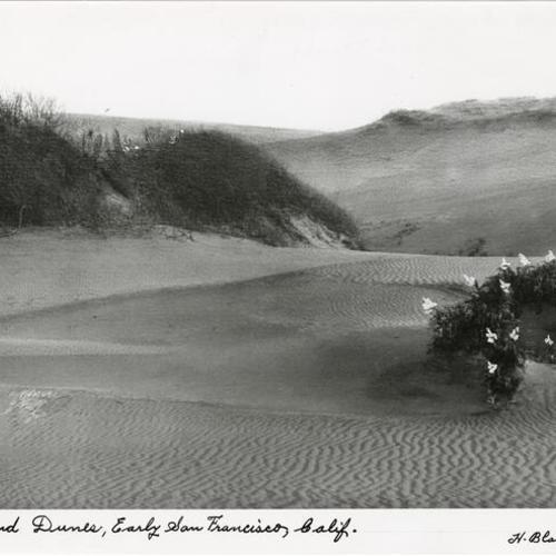 Sand Dunes, Early San Francisco, Calif