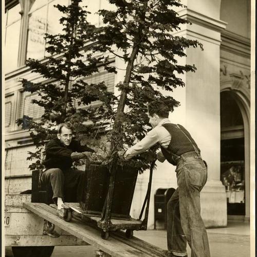[Colwell Martin and Robert Brooks unloading a blue cypress tree off a truck on Market Street]