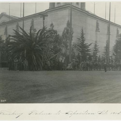 Trucking palms to exposition site, 1914