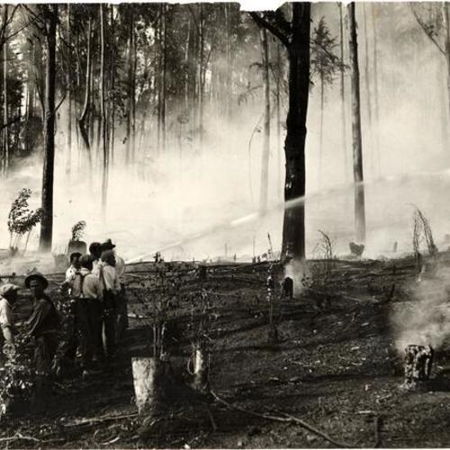 [Group of men putting out a fire in Sutro Forest]