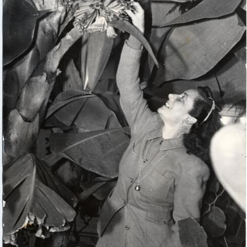[Sydney Stein inspecting a banana tree at the Conservatory of Flowers in Golden Gate Park]