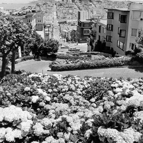 [Hydrangeas on crooked section of Lombard Street]