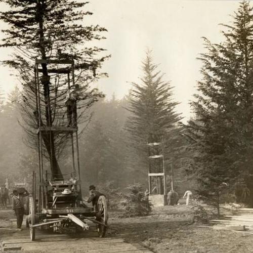 [Transporting trees to site, Panama-Pacific International Exposition]