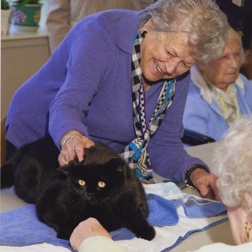 Seniors petting cat on table