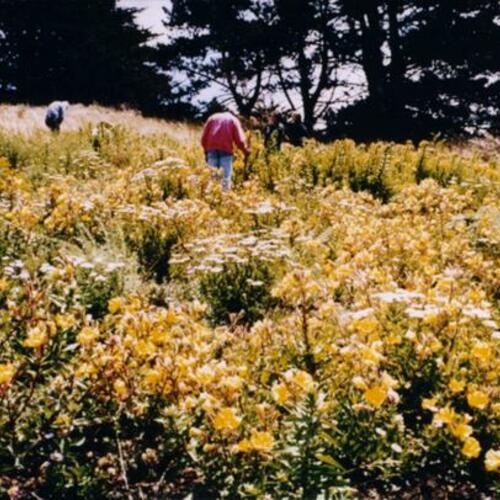 [California Native plants in full bloom]