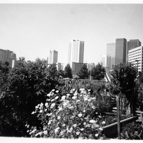 [Alice Street Gardens between Folsom, Harrison, 3rd and Fourth streets in the South of Market District]