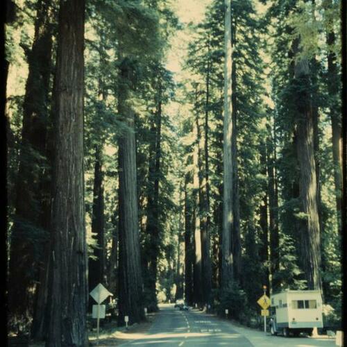 View down road with Redwood trees