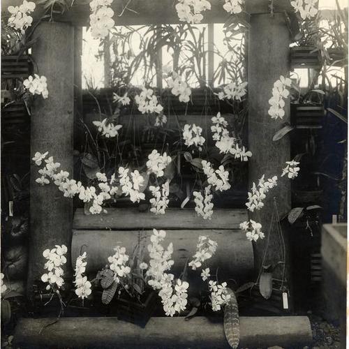 [Philippine orchids at the Panama-Pacific International Exposition]