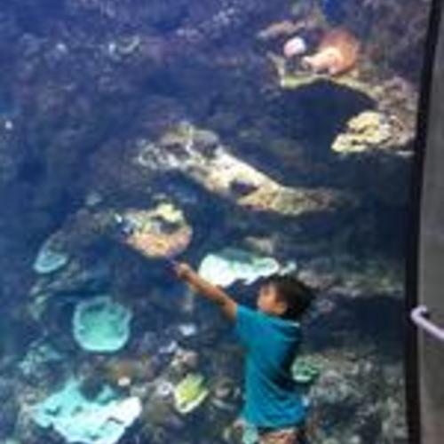 [Keanae at the Philippine Coral Reef exhibit at California Academy of Sciences]