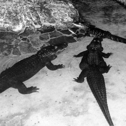 [Alligators swimming in the Steinhart Aquarium]