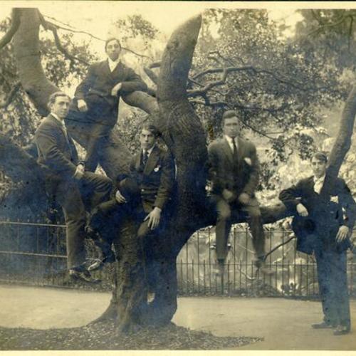 [Five men sitting in a tree near the Haight Street entrance to Golden Gate Park]