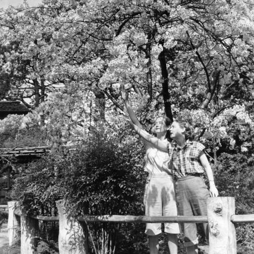 [Margery Saunders (left) and her sister Alison admire the cherry blossoms in the Japanese Tea Garden]