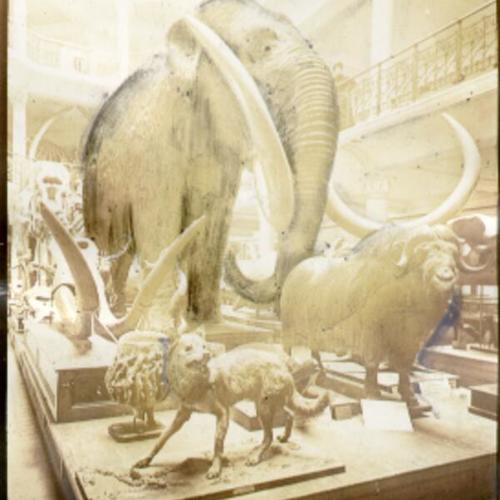 [Hairy mammoth and prehistoric musk ox on display at the California Academy of Sciences]