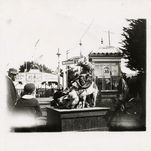 [Woman sitting on a pig at the Midwinter Fair in Golden Gate Park]