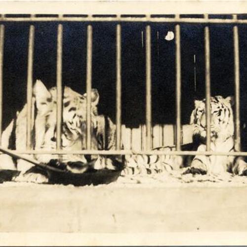 [Tigers in a cage in The Zone at the Panama-Pacific International Exposition]