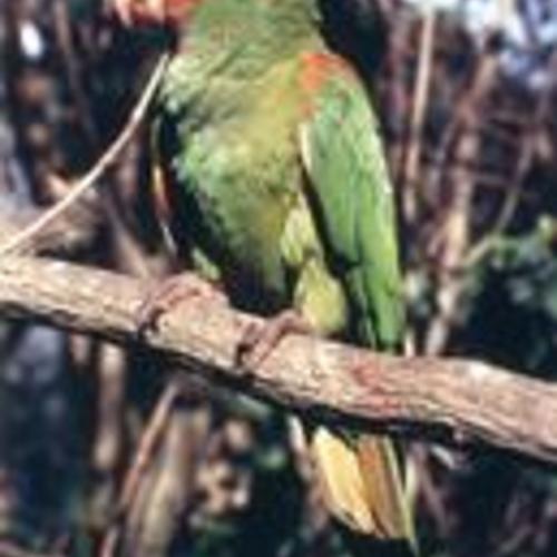 photo of Parrot profile dogen
