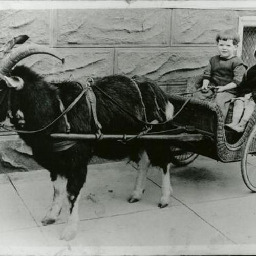 [Helen' brother Paul holding rains of cart pulled by a goat]