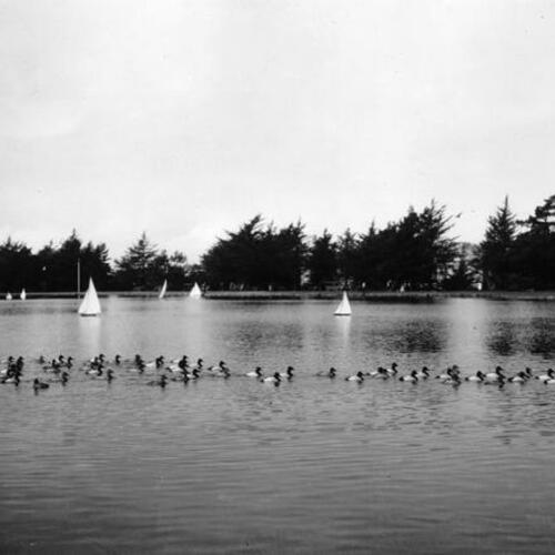 [Ducks and model yachts on Spreckels Lake in Golden Gate Park]