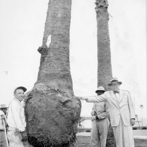[Palm tree being planted at Stonestown]