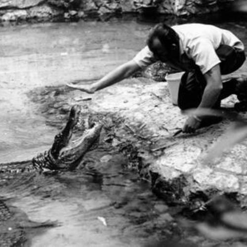 [Staff person feeding alligators in the Steinhart Aquarium]