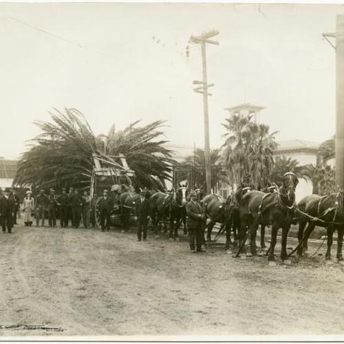 [Hauling palms for Exposition Avenue, Panama-Pacific International Exposition]