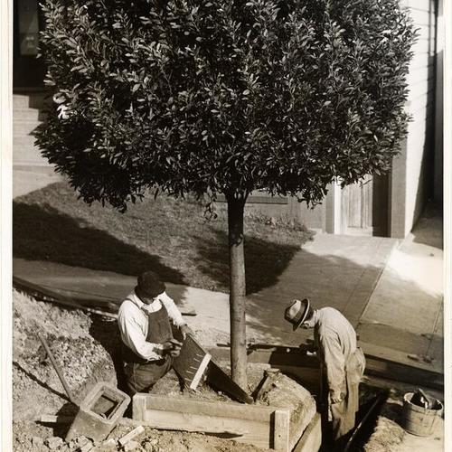 [Men planting trees for Golden Gate International Exposition]