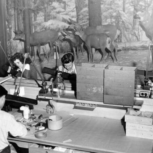 [Wild deer hover in the background as workers toil over vital war instruments at the California Academy of Sciences]