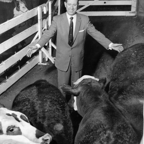 [Frank J. Petrini inspecting shorthorn steers during a livestock auction at the Cow Palace]